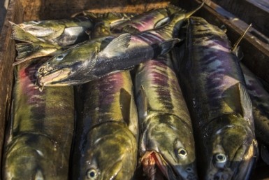 Итоги дня:  2-летняя жертва ДТП, жестко о медкадрах, новый антирекорд