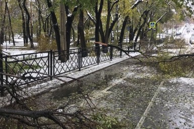 Итоги дня: +181, гибель журналистки, спящий угонщик, обвинение в Холдоми и пучеглазые мухи