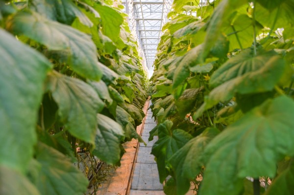 К 2024 году Хабаровский край должен обеспечивать себя овощами, молоком и мясом - Дегтярев