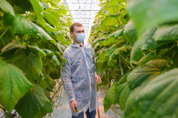 К 2024 году Хабаровский край должен обеспечивать себя овощами, молоком и мясом - Дегтярев