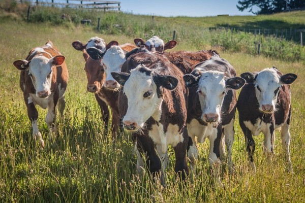 Михаил Дегтярёв: Накормить себя молоком и мясом Хабаровский край вскоре сможет сам