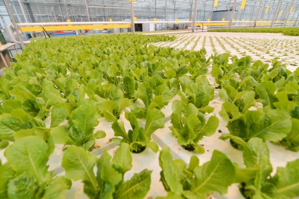 К 2024 году Хабаровский край должен обеспечивать себя овощами, молоком и мясом - Дегтярев