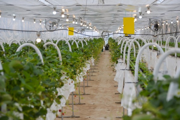 К 2024 году Хабаровский край должен обеспечивать себя овощами, молоком и мясом - Дегтярев