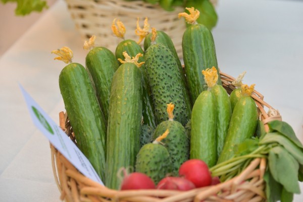 К 2024 году Хабаровский край должен обеспечивать себя овощами, молоком и мясом - Дегтярев