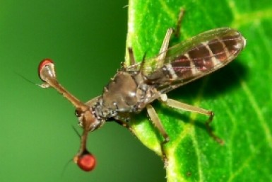 Итоги дня: +181, гибель журналистки, спящий угонщик, обвинение в Холдоми и пучеглазые мухи