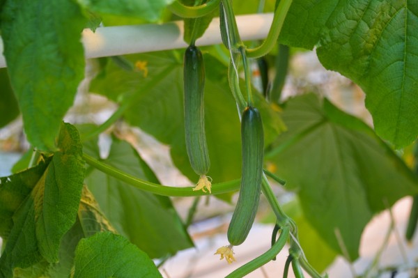 К 2024 году Хабаровский край должен обеспечивать себя овощами, молоком и мясом - Дегтярев