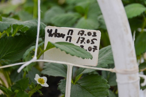 К 2024 году Хабаровский край должен обеспечивать себя овощами, молоком и мясом - Дегтярев