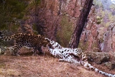 Итоги дня: +231, похолодание, театры закрываются, ПТС не выдают и пятнистые нежности Итоги дня: +231, похолодание, театры закрываются, ПТС не выдают и пятнистые нежности