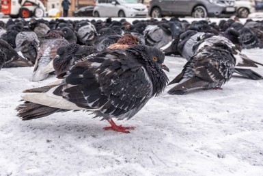 Итоги дня: нашли мёртвым, убил и закопал, проверили аптеки, циклон и "день неприятностей"