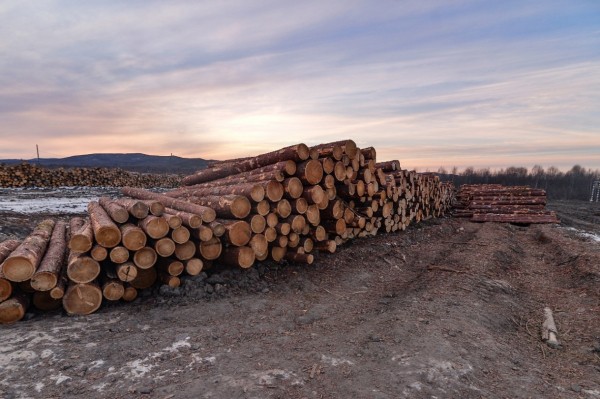 Михаил Дегтярев проверил, как в крае готовы к отказу от продажи необработанной древесины