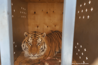 Итоги дня: +334, ледяной ужас, Китай не пропускает, авиакурильщик и тигр Амур уехал в ОАЭ