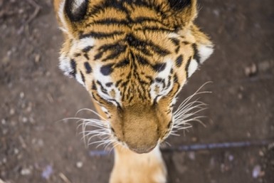 Итоги дня: +338, горки готовы, мороз крепчает, пенсию принесут в декабре и спасённые звери