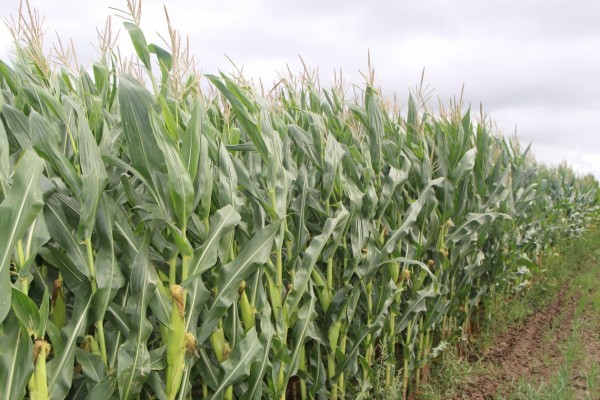 Сельскохозяйственный сектор России ждет рост и уверенное будущее: Владилен Хреновский Сельскохозяйственный сектор России ждет рост и уверенное будущее: Владилен Хреновский