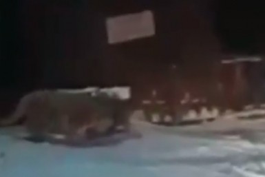 Итоги дня: беспокойный Аян, старт вакцинации, тигр на трассе