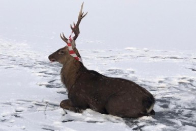 Итоги дня: +338, горки готовы, мороз крепчает, пенсию принесут в декабре и спасённые звери