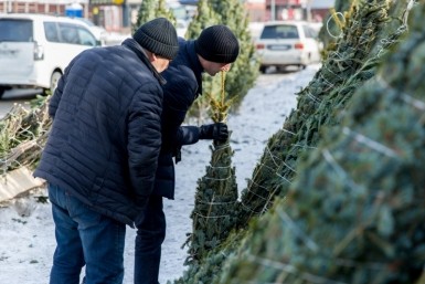 Итоги дня: поручение президента, Фургала не отпустили, "Проехали" и как выбрать елку