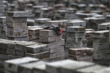 Неделя с AmurMedia: пожар в комсомольском ТЦ, авиа-дебоширы, Путин о деле Фургала