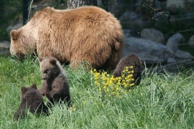 За гибель медведицы с медвежатами в Хабаровском крае РЖД заплатит 180 тысяч рублей
