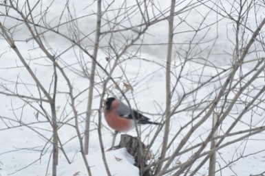 Итоги дня: раскрыли кражу, расписание богослужений, крепкие морозы и дезинфекция в школах