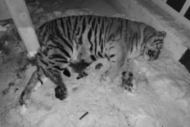 Итоги дня: +296, снова "мина" , подробности ДТП, погиб тигр, новые назначения, ещё вакцина