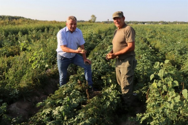 Первое семеноводческое хозяйство по выращиванию картофеля появится в Хабаровском районе