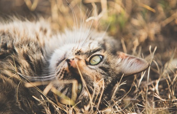 Начало рабочей недели порадует хабаровчан хорошей погодой