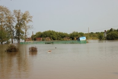 Итоги дня: форсаж в Хабаровске, опасный столб и медвежонок, который "перевернул землю"