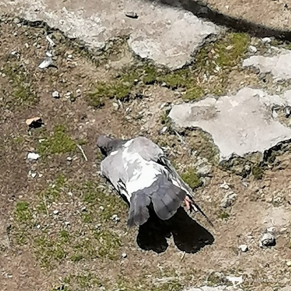 Пакеты с отравленными голубями напугали прохожих в центре Хабаровска