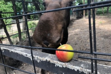 Итоги дня: без стола, потеря UP&rsquo;реля, тот же трамлин, авто в клочья, АРМИЯ-2021 и золото