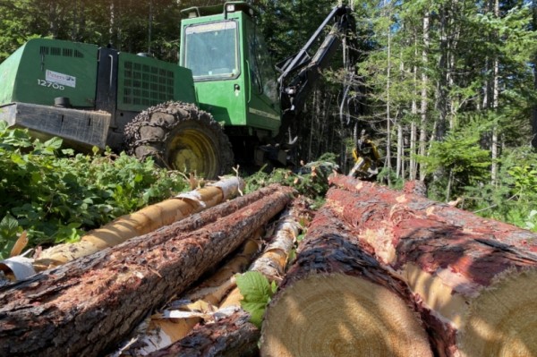Новые рабочие места создаст лесоперерабатывающая компания в Хабаровском крае