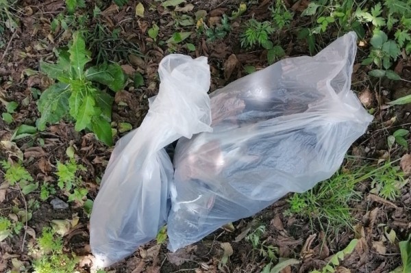 Пакеты с отравленными голубями напугали прохожих в центре Хабаровска