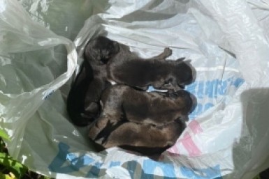 Приехали ночью и всех перестреляли: очевидцы о беспределе на улице Ангарской в Хабаровске