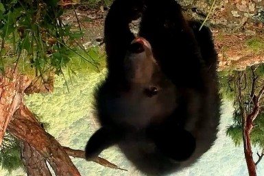 Итоги дня: форсаж в Хабаровске, опасный столб и медвежонок, который "перевернул землю"