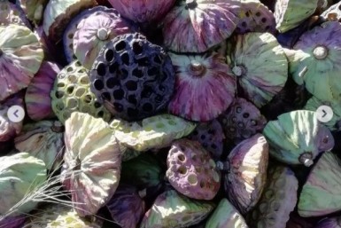 Итоги дня: голосование, загубили лотосы, опасная болезнь, сбили подростка и цвет кошки