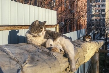 Итоги дня:  приговор Ворсину, Торэкс - банкрот, змея о двух головах, водяная бомба