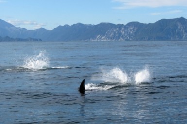 Неделя с AmurMedia: ужасная воронка, ЧП в колонии, нашествие тигров и агрессивная касатка