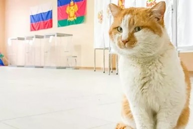 Итоги дня: трагедия на выборах, пожар на 10 этаже, многострадальная улица, и котики тоже