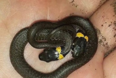 Итоги дня:  приговор Ворсину, Торэкс - банкрот, змея о двух головах, водяная бомба