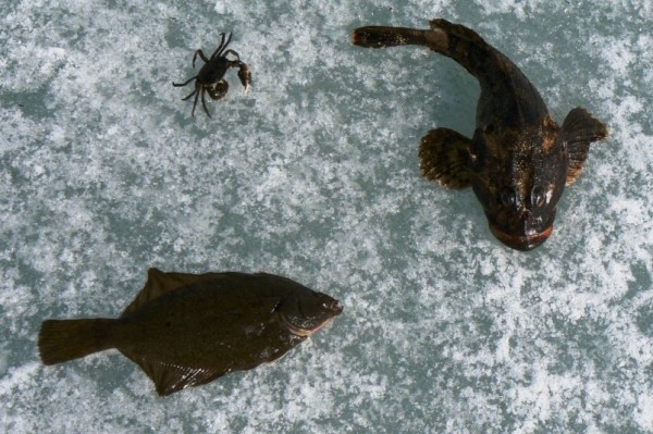 "Ставки сделаны?": правительство РФ готовится повысить природную ренту в рыболовстве