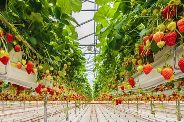 15 новых теплиц планируют построить фермеры в Хабаровском крае