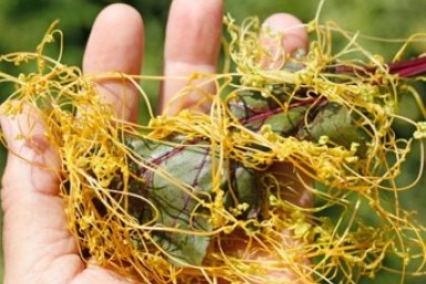 Итоги дня: голосование, загубили лотосы, опасная болезнь, сбили подростка и цвет кошки