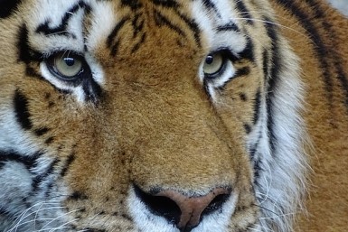 Полосатый убийца уже несколько дней поедает собак в поселке Золотой в Хабаровском крае Полосатый убийца уже несколько дней поедает собак в поселке Золотой в Хабаровском крае