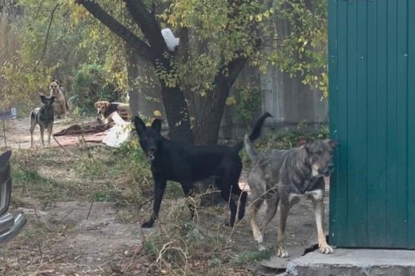 "Собачий вопрос" пытаются решить в Центральном районе