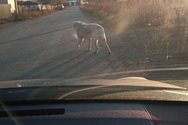 Гуляет с мёртвой кошкой в зубах: кровожадным алабаем пугают жителей Хабаровского района