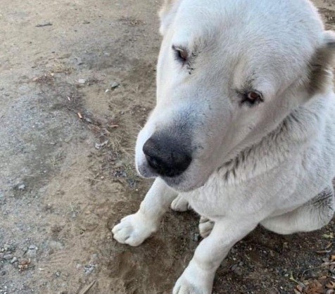 Гуляет с мёртвой кошкой в зубах: кровожадным алабаем пугают жителей Хабаровского района