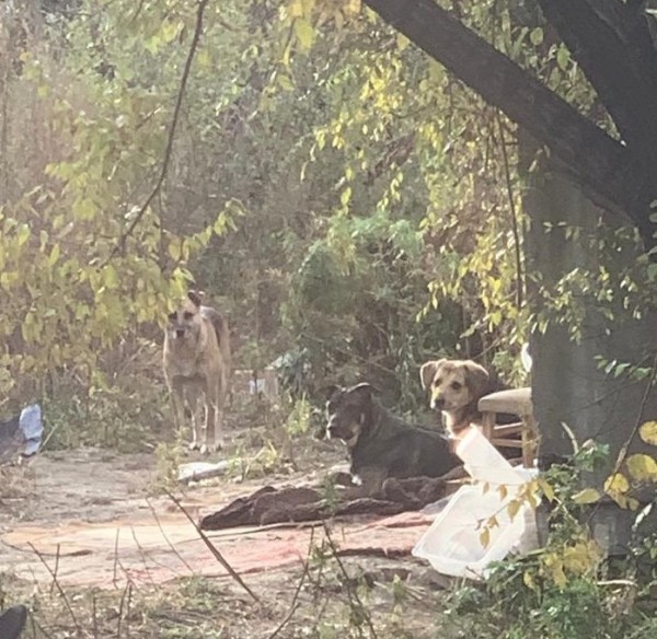 "Собачий вопрос" пытаются решить в Центральном районе