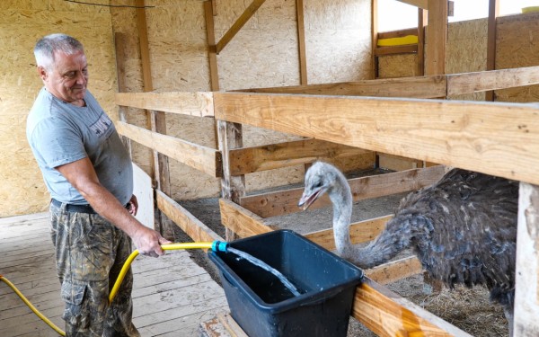 Страусиная ферма на дальневосточном гектаре прославит Ванинский район - Сергей Кадыков