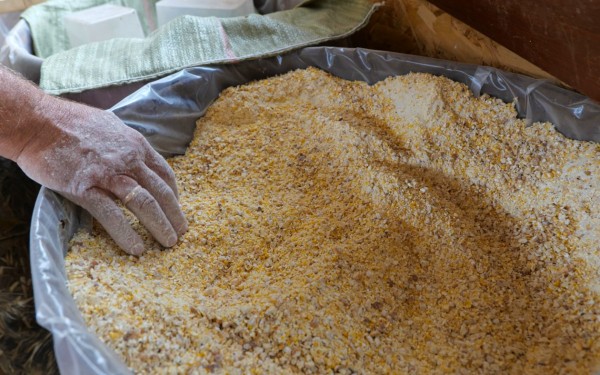 Страусиная ферма на дальневосточном гектаре прославит Ванинский район - Сергей Кадыков