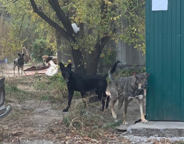 "Собачий вопрос" пытаются решить в Центральном районе
