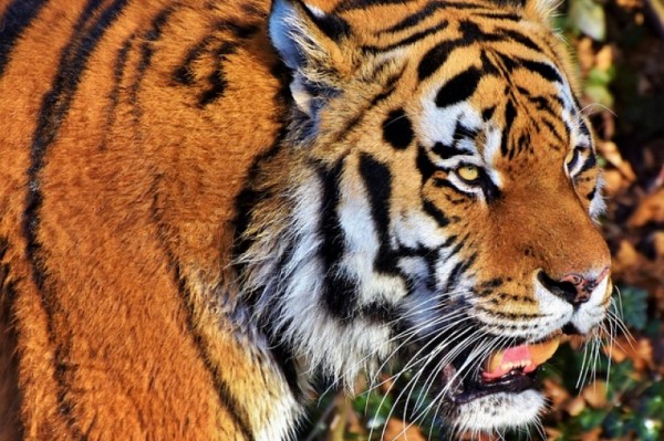 Тигр утащил собаку в Хабаровском крае